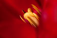 rote Tulpe, Staubblaetter u. Fruchtknoten Tulipa